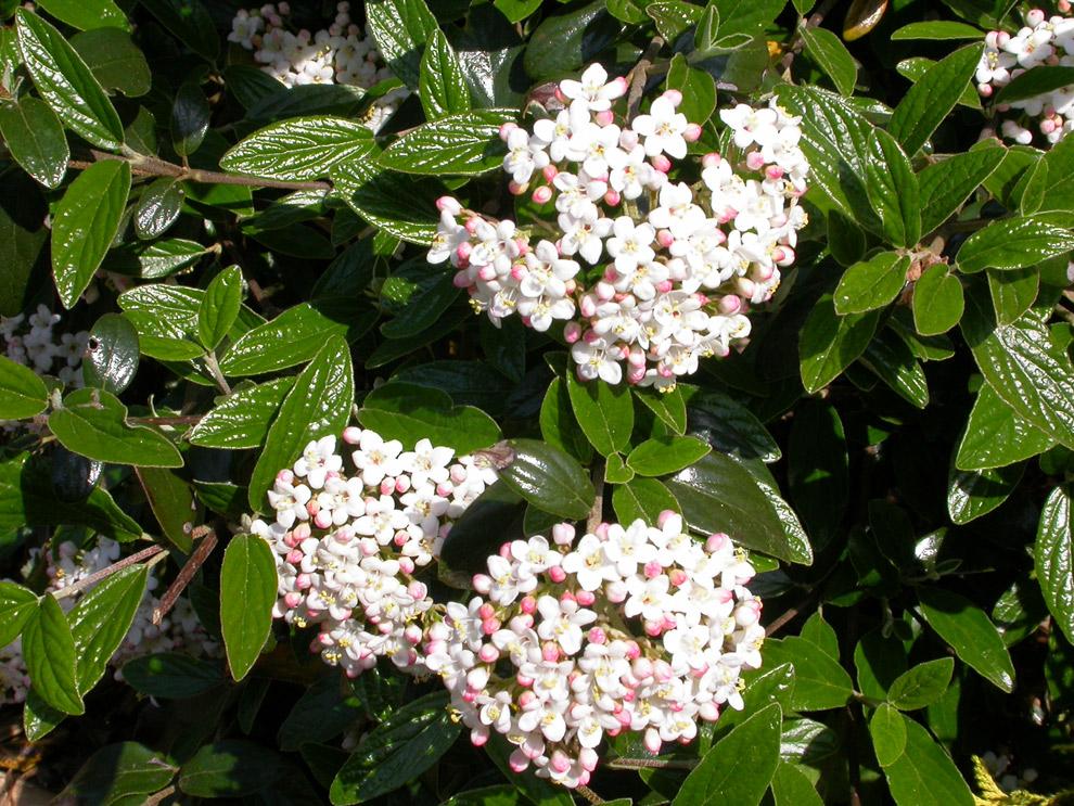 Viburnum Burkwoodii - View 14 from www redcrocus com