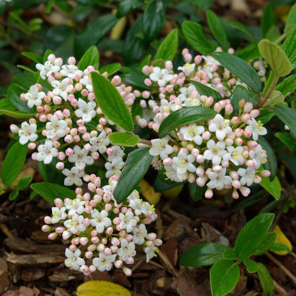 Viburnum Burkwoodii - View 15 from www redcrocus com
