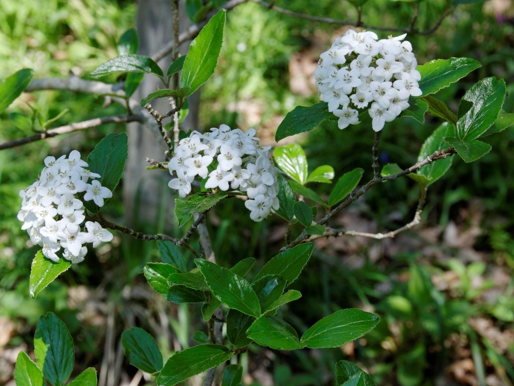 Viburnum Burkwoodii - View 16 from www redcrocus com
