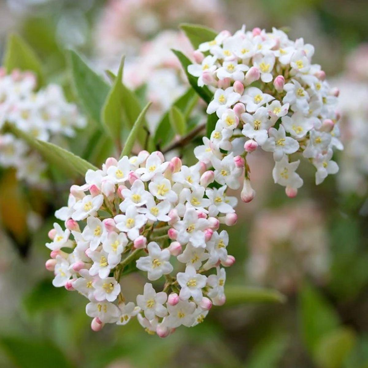 Viburnum Burkwoodii - View 19 from www redcrocus com