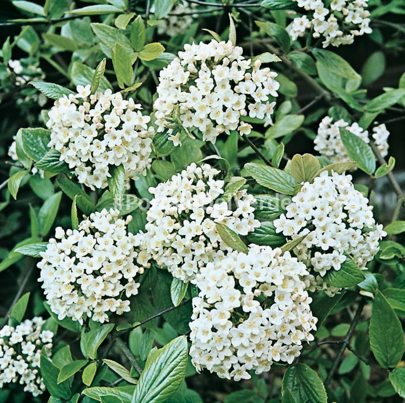 Viburnum Burkwoodii - View 20 from www redcrocus com