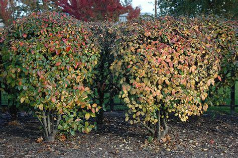 Viburnum Burkwoodii - View 2 from www redcrocus com