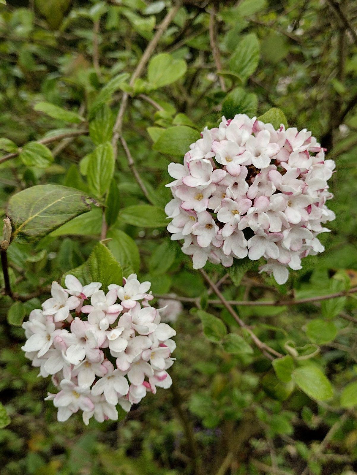 Viburnum Burkwoodii - View 4 from www redcrocus com