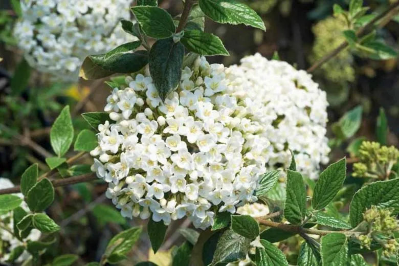 Viburnum Burkwoodii - View 4 from www redcrocus com