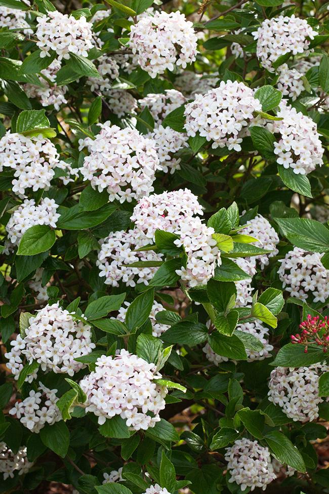 Viburnum Burkwoodii - View 7 from www redcrocus com