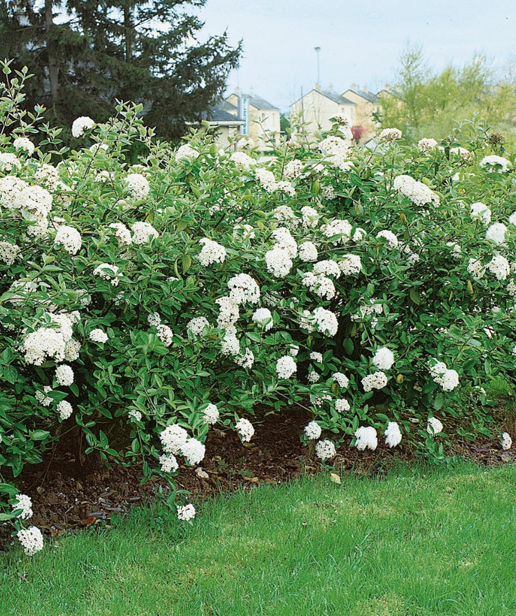 Viburnum Burkwoodii - View 8 from www redcrocus com