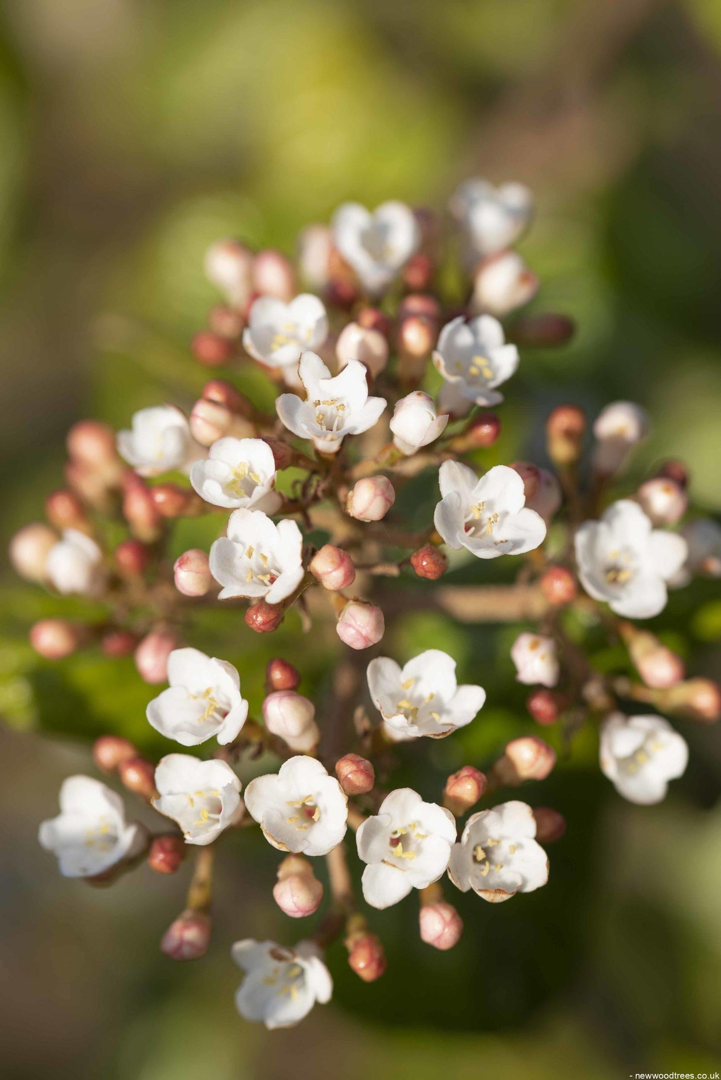Viburnum Burkwoodii - View 9 from www redcrocus com