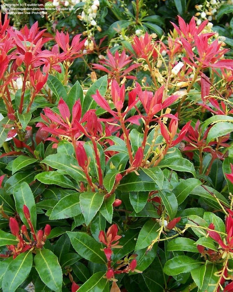 Pieris Japonica 'red Head' - View 10 from www redcrocus com