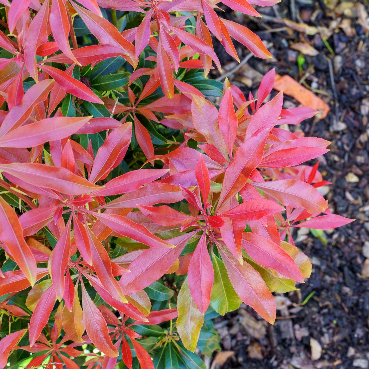 Pieris Japonica 'red Head' - View 11 from www redcrocus com