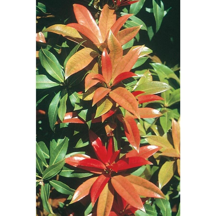 Pieris Japonica 'red Head' - View 12 from www redcrocus com