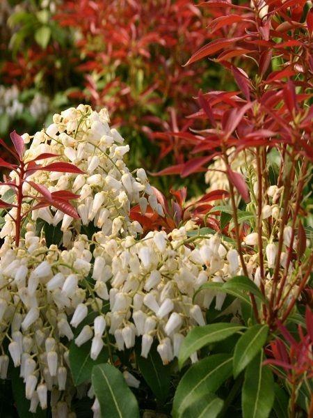 Pieris Japonica 'red Head' - View 13 from www redcrocus com