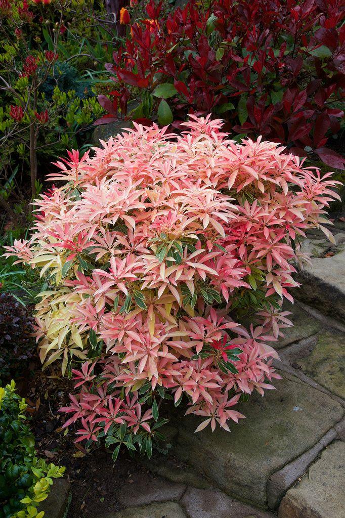 Pieris Japonica 'red Head' - View 17 from www redcrocus com