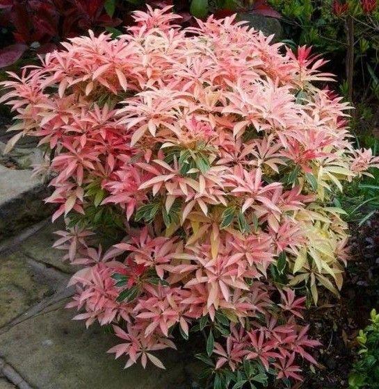 Pieris Japonica 'red Head' - View 21 from www redcrocus com