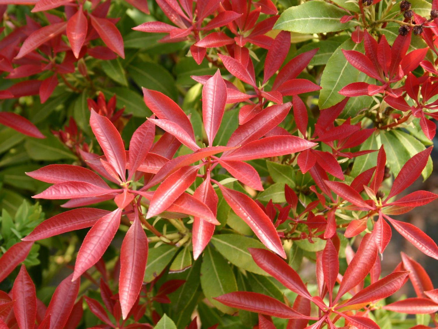 Pieris Japonica 'red Head' - View 23 from www redcrocus com