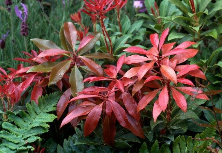 Pieris Japonica 'red Head' - View 28 from www redcrocus com