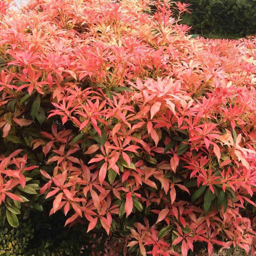 Pieris Japonica 'red Head' - View 2 from www redcrocus com