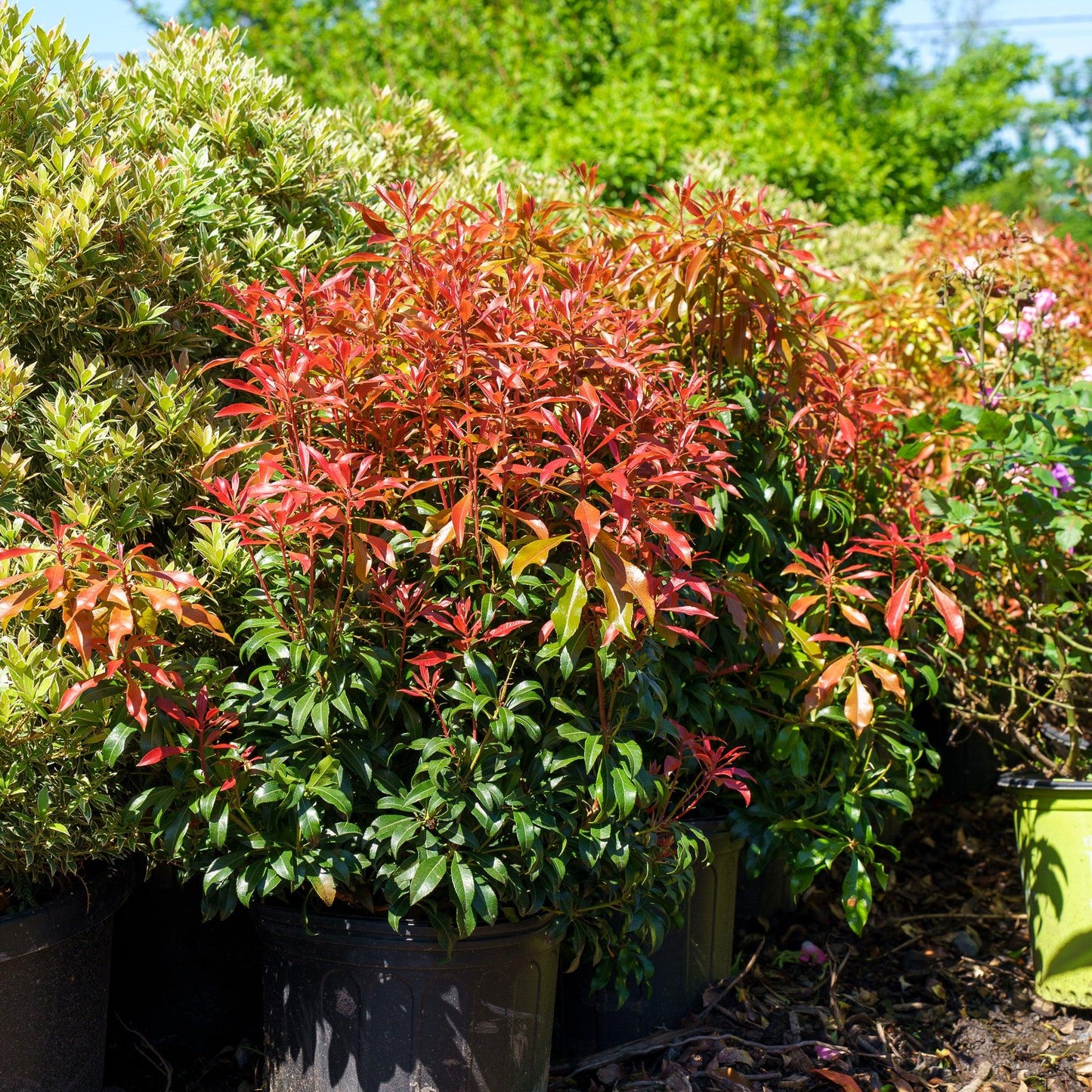 Pieris Japonica 'red Head' - View 3 from www redcrocus com