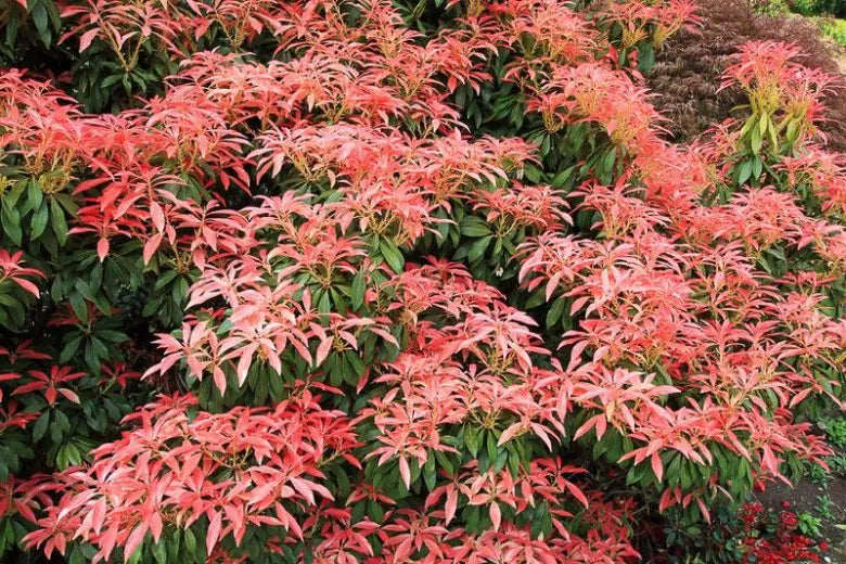 Pieris Japonica 'red Head' - View 3 from www redcrocus com