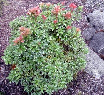 Pieris Japonica 'red Head' - View 4 from www redcrocus com