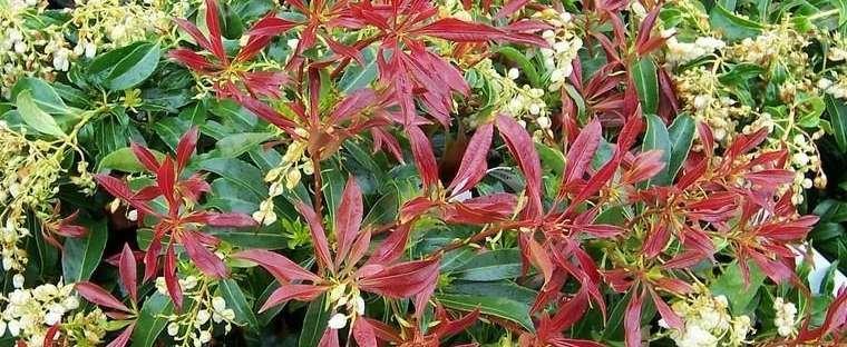 Pieris Japonica 'red Head' - View 6 from www redcrocus com