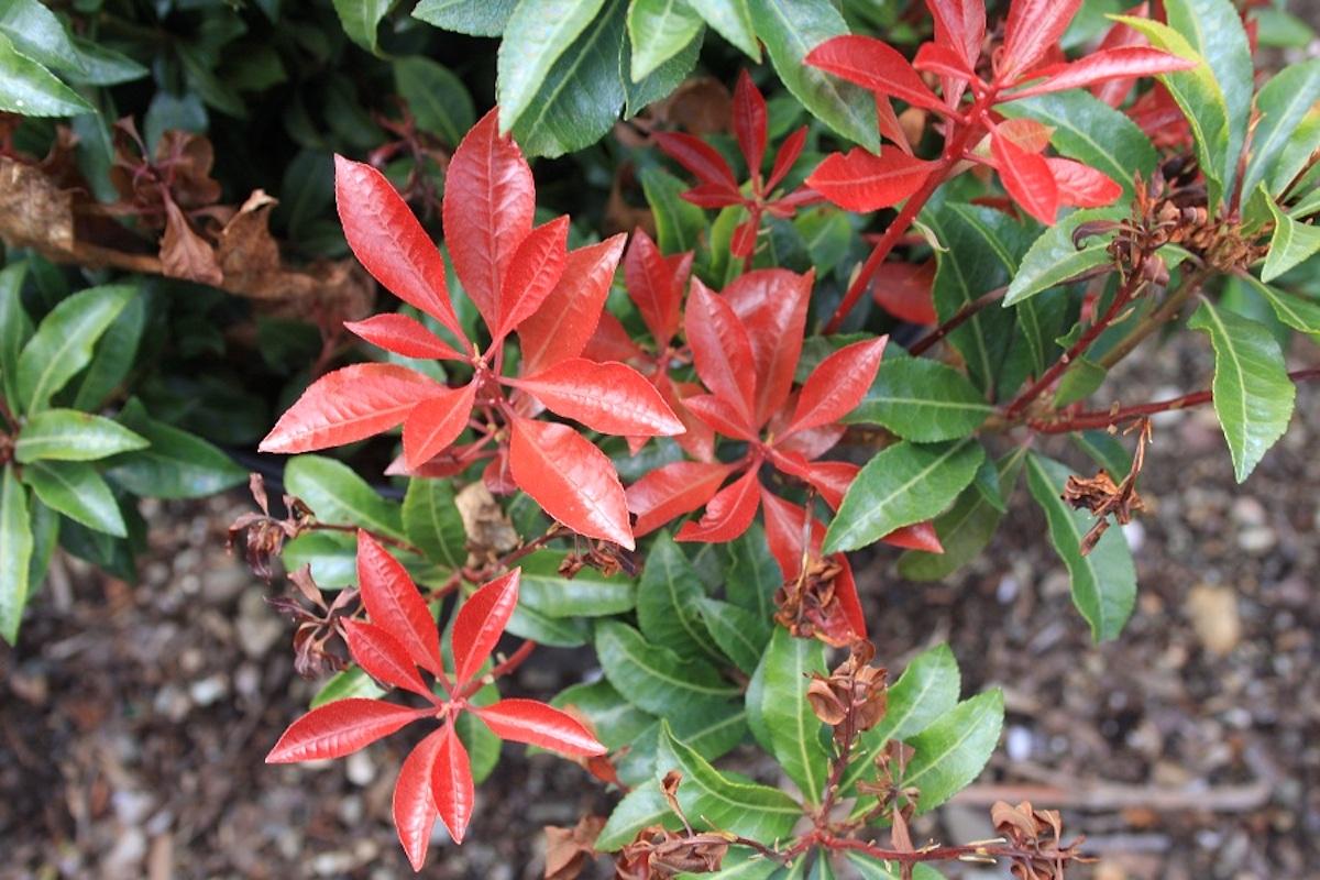 Pieris Japonica 'red Head' - View 7 from www redcrocus com