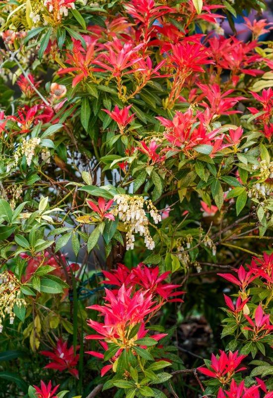 Pieris Japonica 'red Head' - View 9 from www redcrocus com