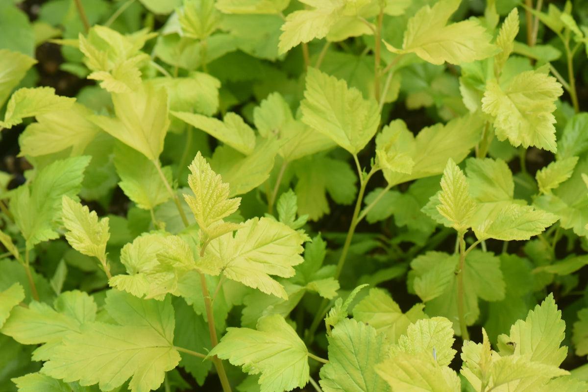 Physocarpus Opulifolius 'nugget' - View 12 from www redcrocus com