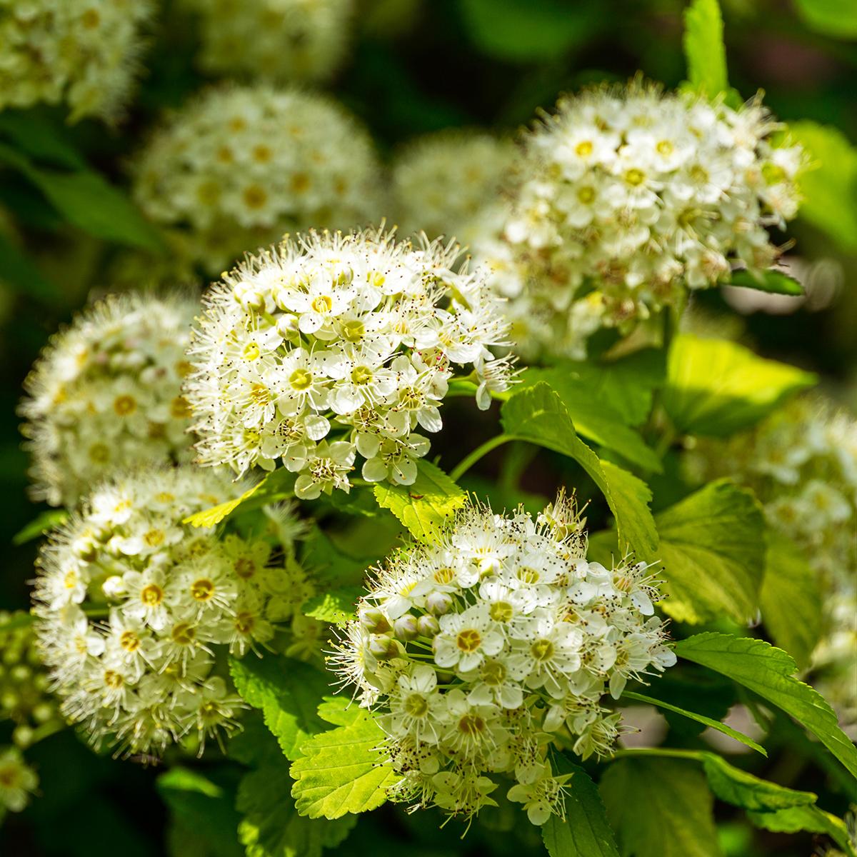 Physocarpus Opulifolius 'nugget' - View 16 from www redcrocus com