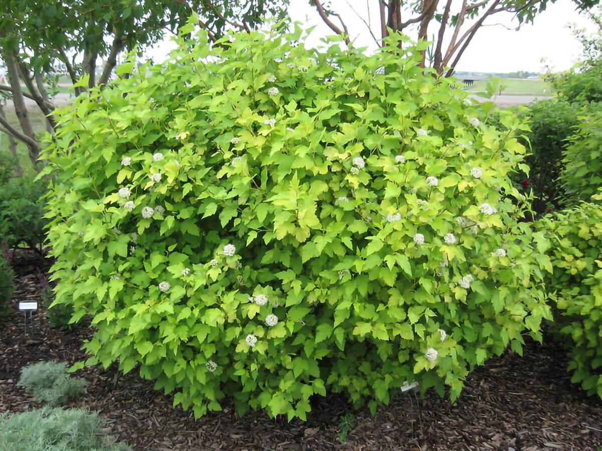 Physocarpus Opulifolius 'nugget' - View 6 from www redcrocus com
