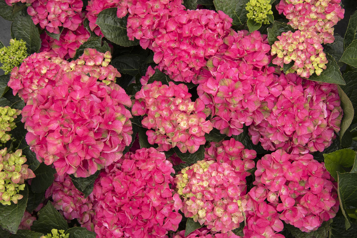 Hydrangea Macrophylla 'seaside Serenade Martha's Vineyard' - View 4 from www redcrocus com