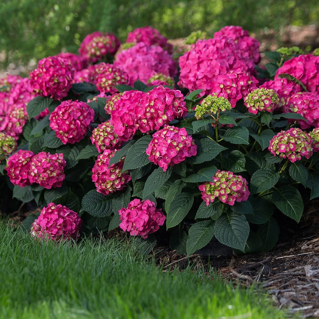 Hydrangea Macrophylla 'seaside Serenade Martha's Vineyard' - View 7 from www redcrocus com