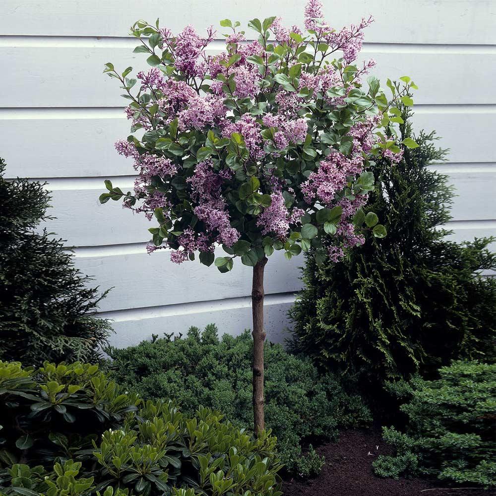 Syringa Meyeri 'palibin' Tree Form - View 12 from www redcrocus com