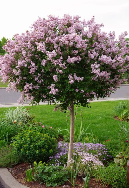 Syringa Meyeri 'palibin' Tree Form - View 15 from www redcrocus com