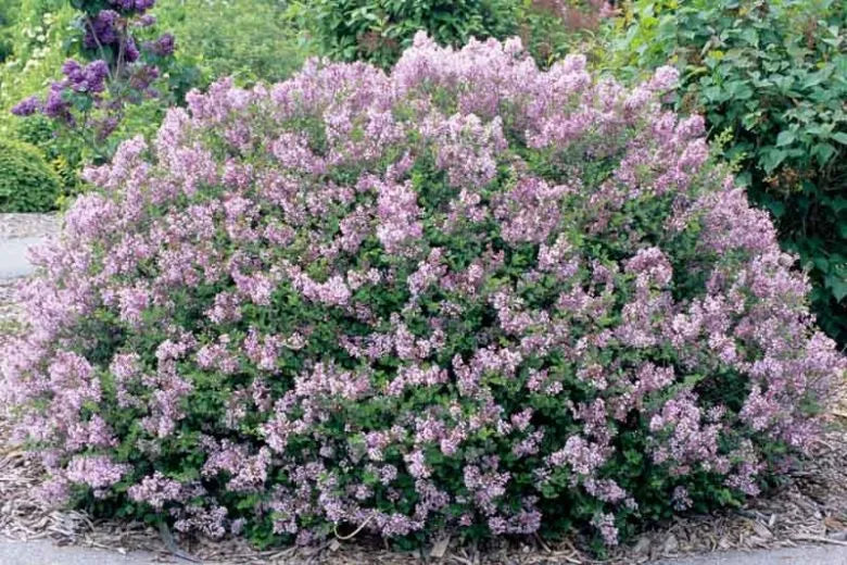 Syringa Meyeri 'palibin' Tree Form - View 16 from www redcrocus com