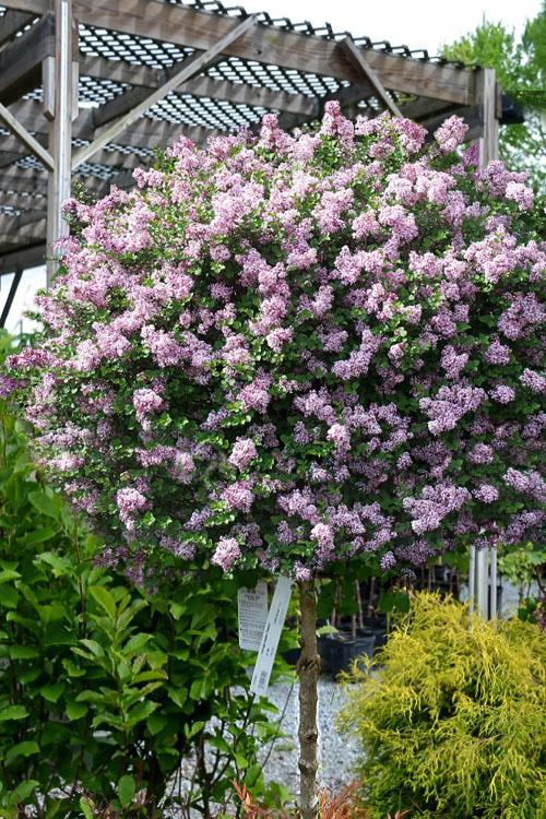 Syringa Meyeri 'palibin' Tree Form - View 1 from www redcrocus com