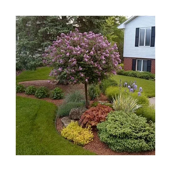 Syringa Meyeri 'palibin' Tree Form - View 2 from www redcrocus com