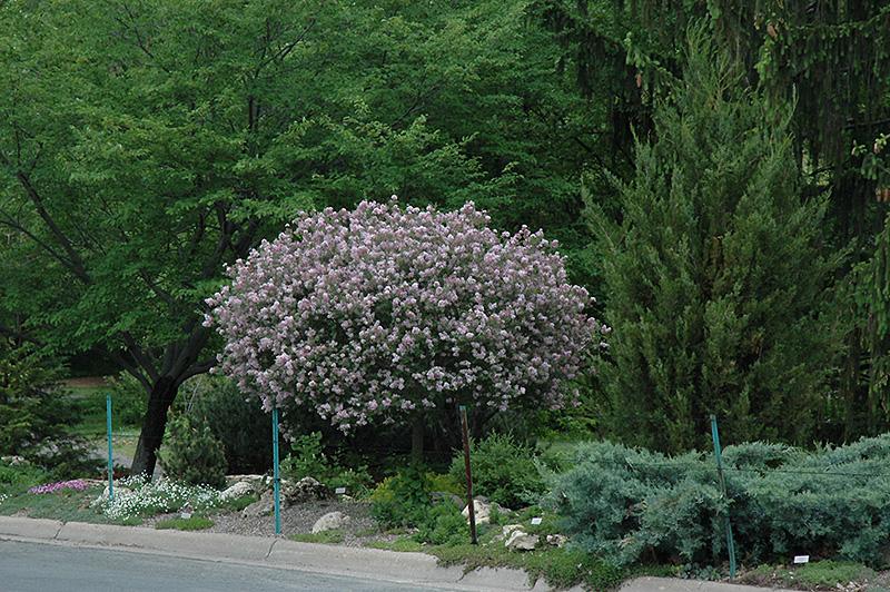 Syringa Meyeri 'palibin' Tree Form - View 5 from www redcrocus com