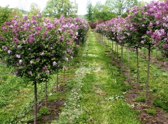 Syringa Meyeri 'palibin' Tree Form - View 6 from www redcrocus com