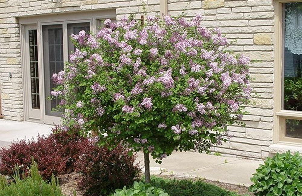 Syringa Meyeri 'palibin' Tree Form - View 7 from www redcrocus com