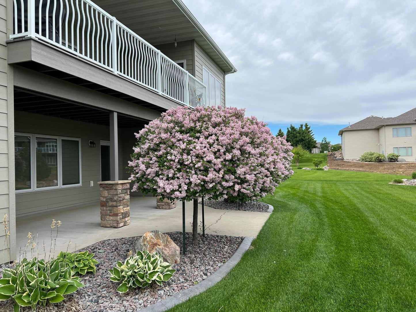 Syringa Meyeri 'palibin' Tree Form - View 8 from www redcrocus com