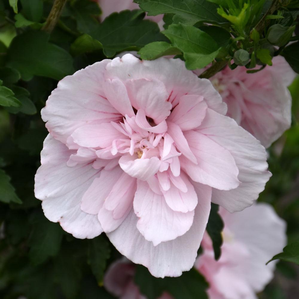 Hibiscus Syriacus 'pink Chiffon' - View 10 from www redcrocus com