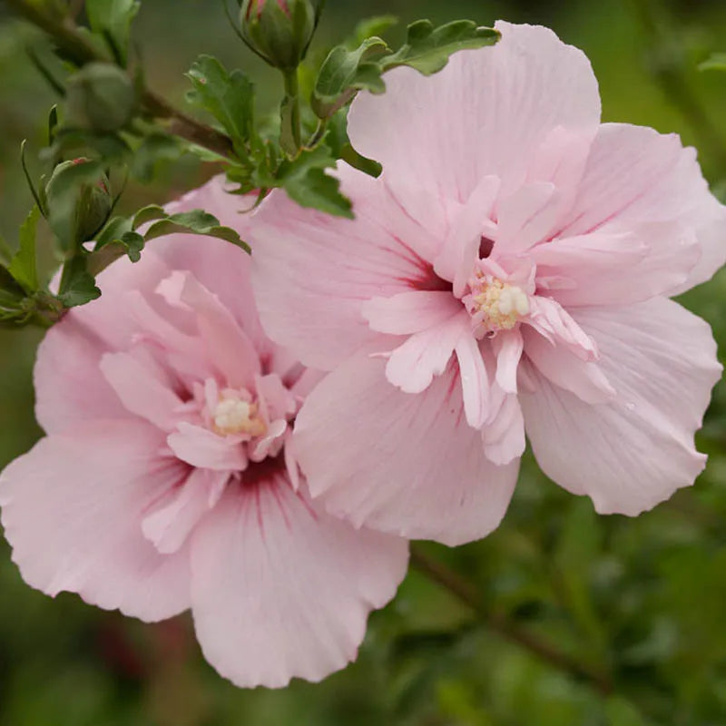 Hibiscus Syriacus 'pink Chiffon' - View 11 from www redcrocus com