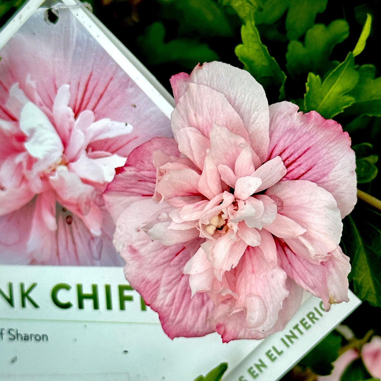 Hibiscus Syriacus 'pink Chiffon' - View 12 from www redcrocus com