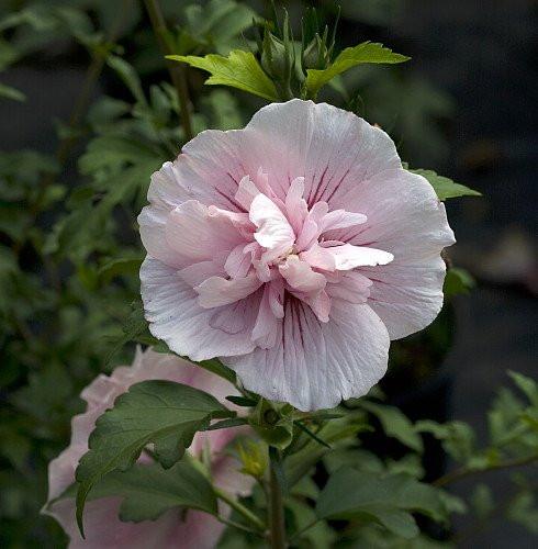 Hibiscus Syriacus 'pink Chiffon' - View 13 from www redcrocus com