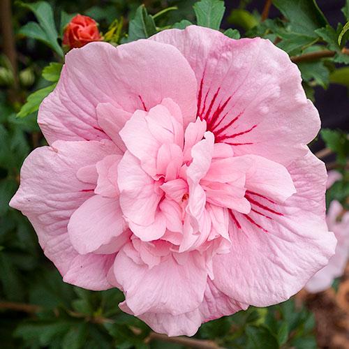 Hibiscus Syriacus 'pink Chiffon' - View 14 from www redcrocus com