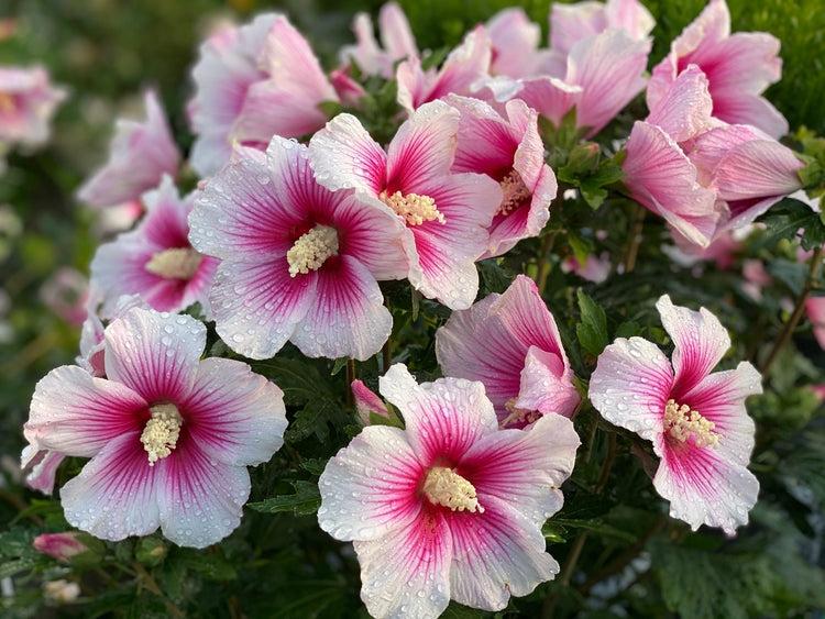Hibiscus Syriacus 'pink Chiffon' - View 15 from www redcrocus com