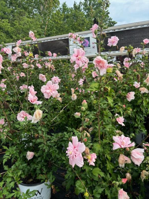 Hibiscus Syriacus 'pink Chiffon' - View 16 from www redcrocus com