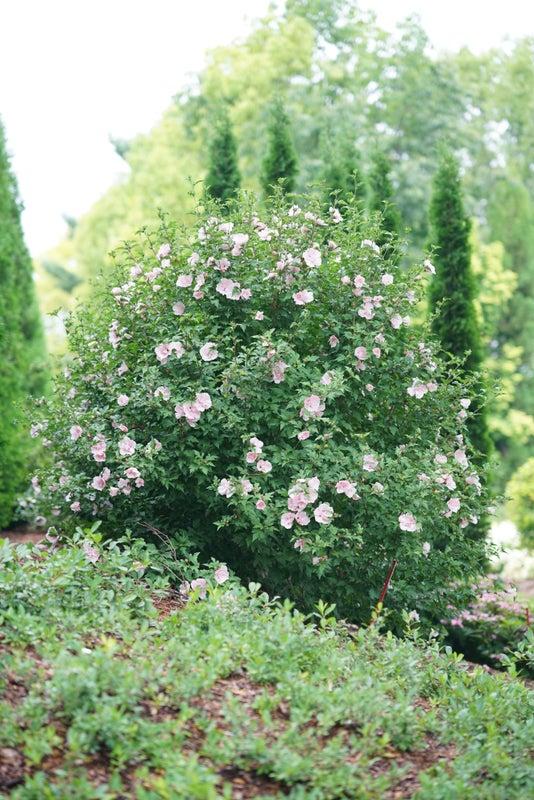 Hibiscus Syriacus 'pink Chiffon' - View 17 from www redcrocus com