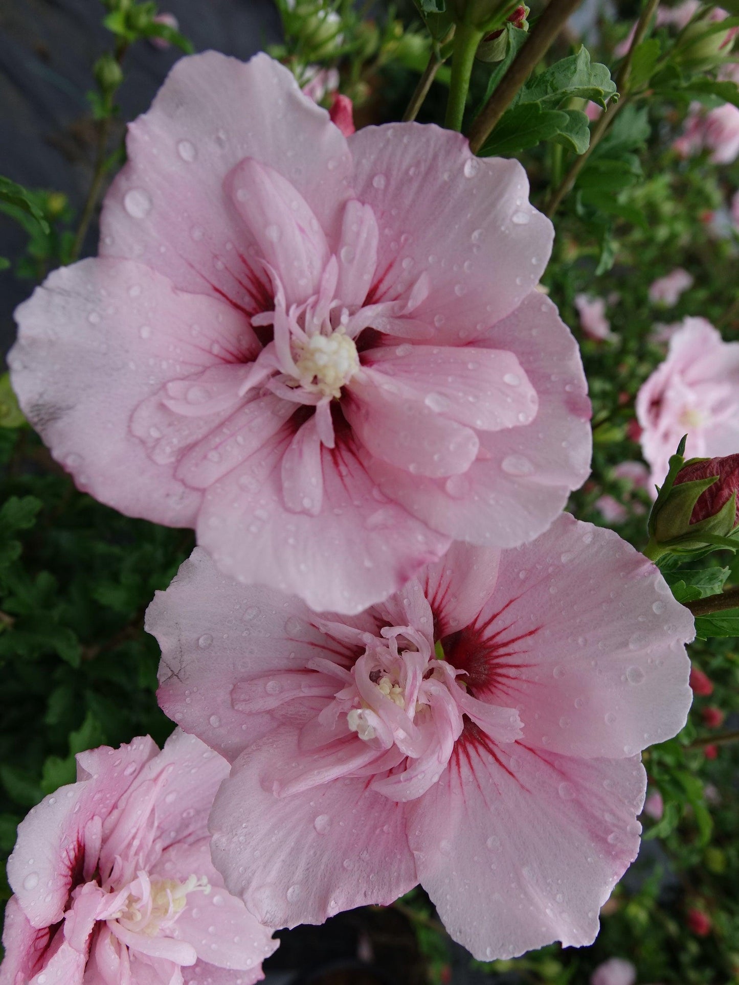 Hibiscus Syriacus 'pink Chiffon' - View 18 from www redcrocus com