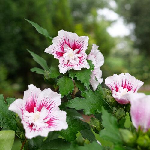 Hibiscus Syriacus 'pink Chiffon' - View 19 from www redcrocus com